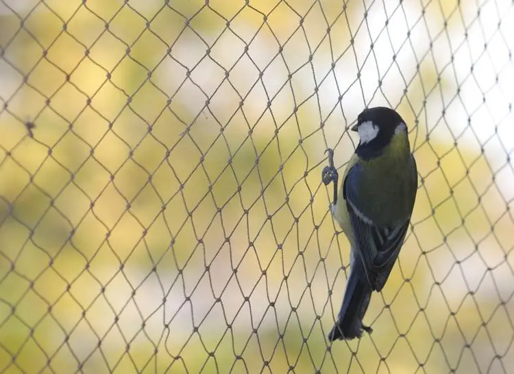   Anti bird nets in ECIL  